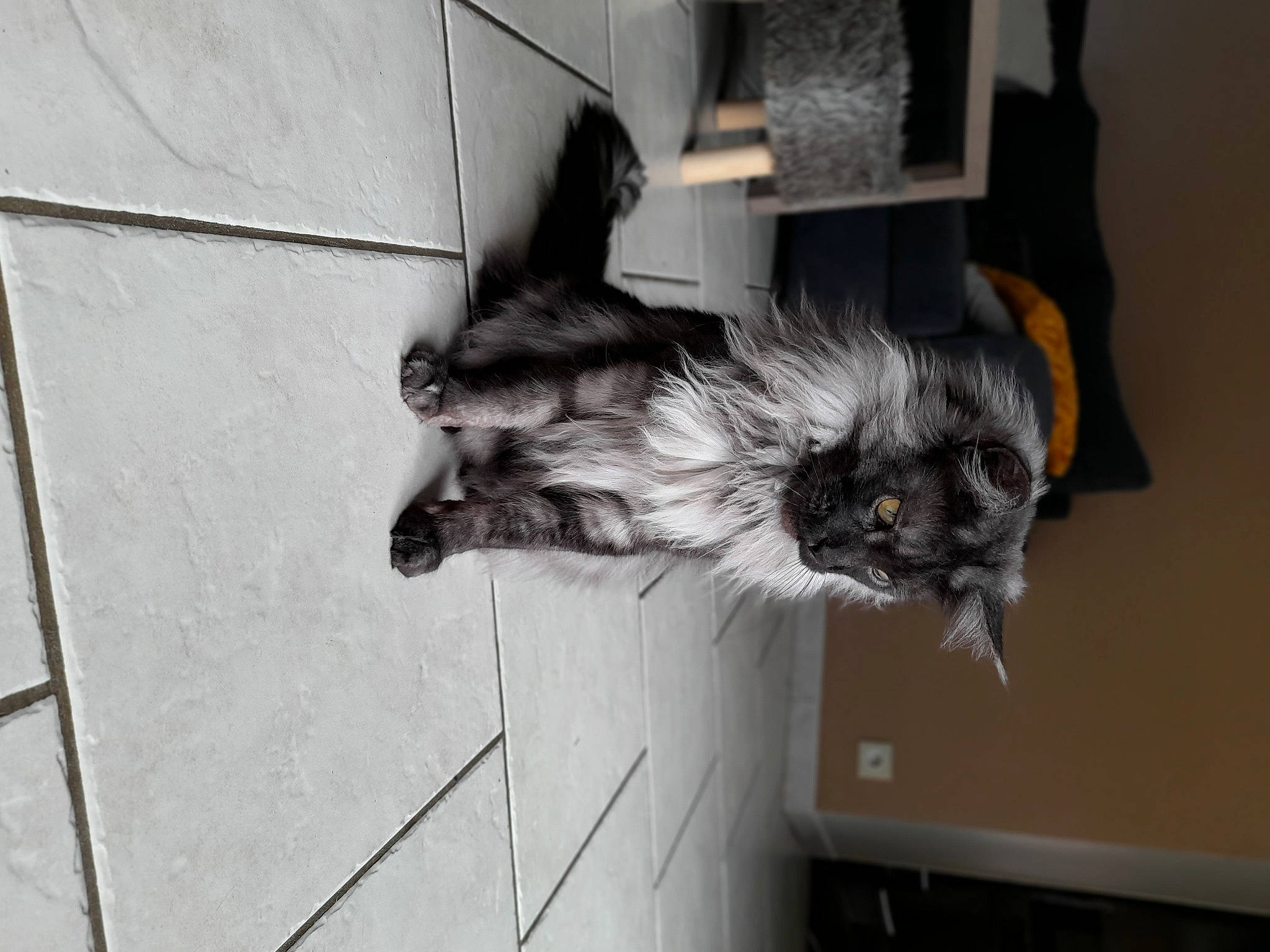 Rubis participe au concours pour gagner de l'argent avec cette photo : canidae, carnivore, claw, companion_dog, dog, dog_breed, fawn, felidae, flooring, fur, grey, paw, small_terrier, small_to_medium_sized_cats, snout, sporting_group, tail, toy_dog, whiskers, wing