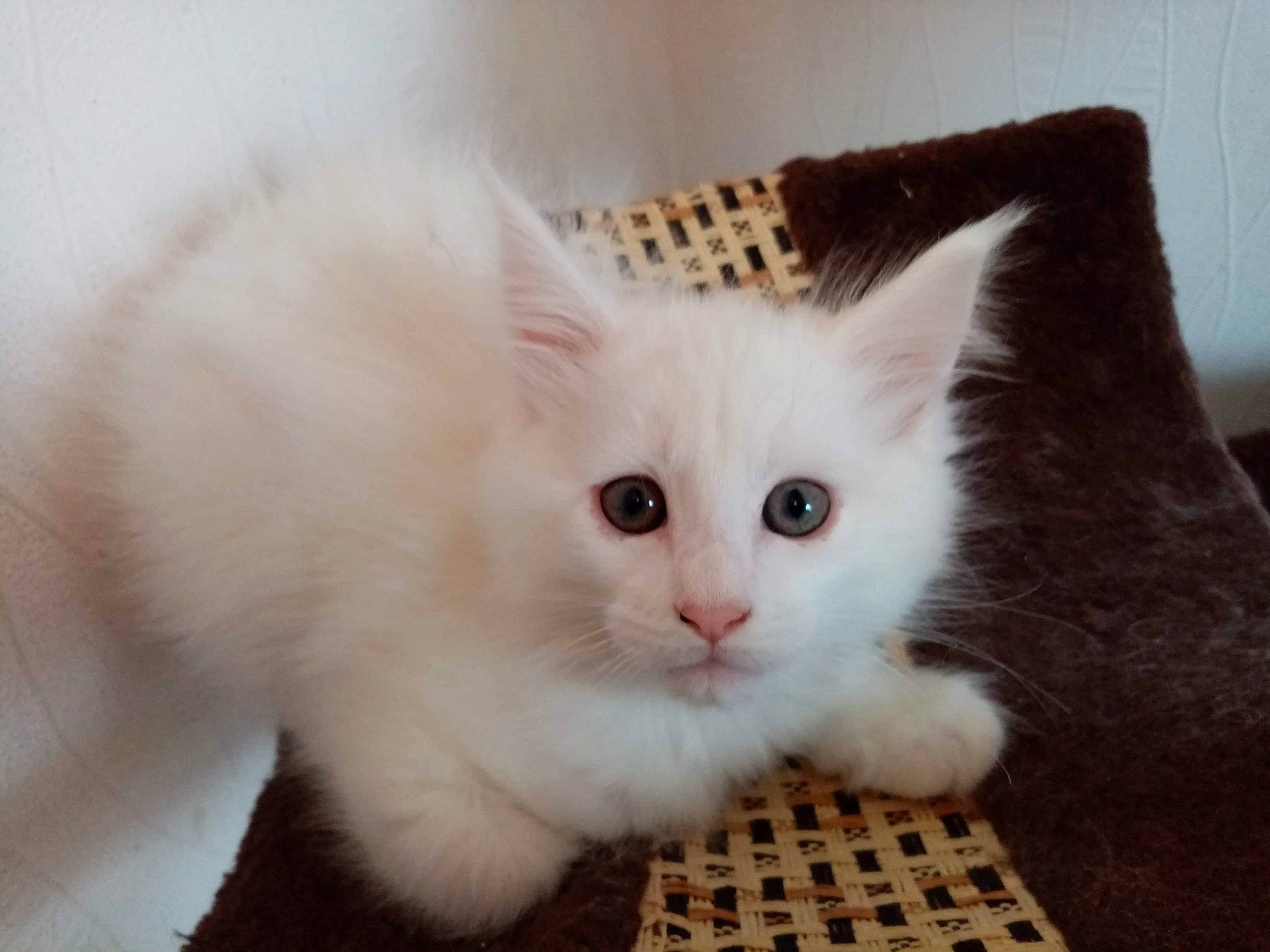 Suzie a rejoint le concours — aidez-le/la à gagner de superbes lots ! carnivore, cat, claw, domestic_short_haired_cat, fawn, felidae, fur, iris, paw, small_to_medium_sized_cats, snout, tail, whiskers