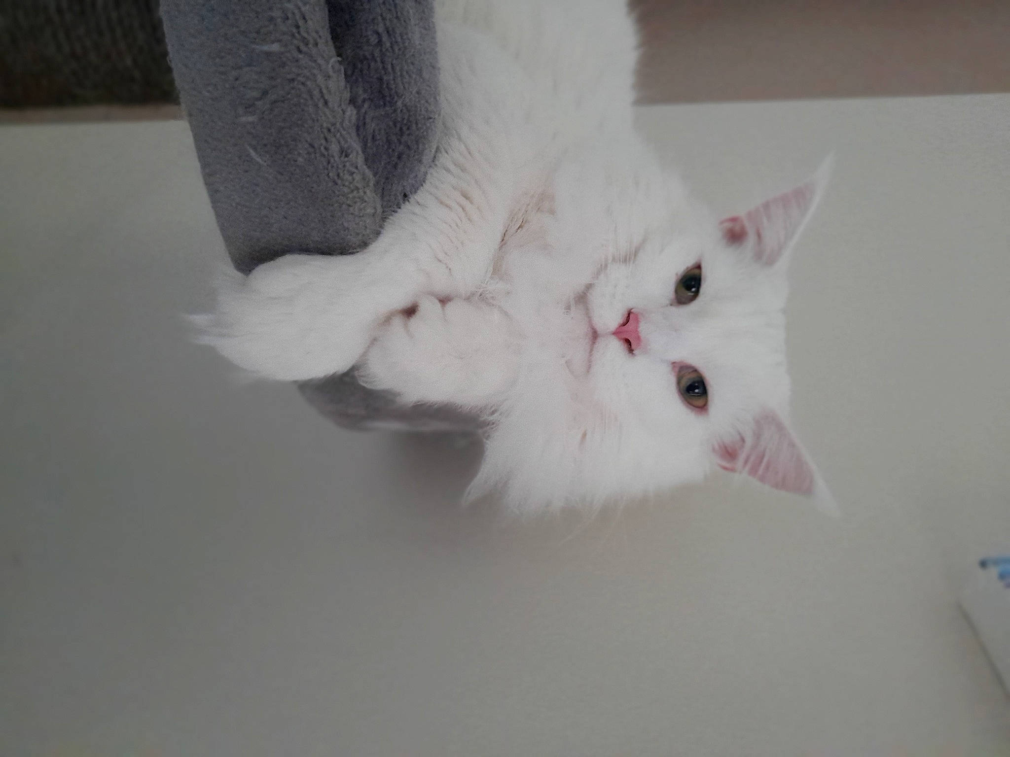 Suzie participe au concours pour gagner de l'argent avec cette photo : carnivore, cat, claw, comfort, domestic_short_haired_cat, ear, fawn, felidae, foot, fur, head, human_body, paw, small_to_medium_sized_cats, snout, tail, whiskers