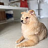 dog, fluffy, golden, indoor, floor, pet, animal, laying, calm, fur, muzzle, ears, paws, looking_away, blurred_background, domestic, companion, canine, resting, side_view