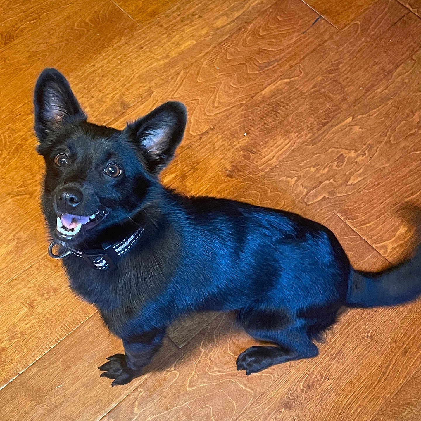 Angel joined the competition — help win amazing prizes! animal, black_dog, canine, collar, companion, cute, dog, domestic, ears, floor, friendly, fur, happy, indoor, looking_up, pet, playful, smiling, tail, wooden_floor
