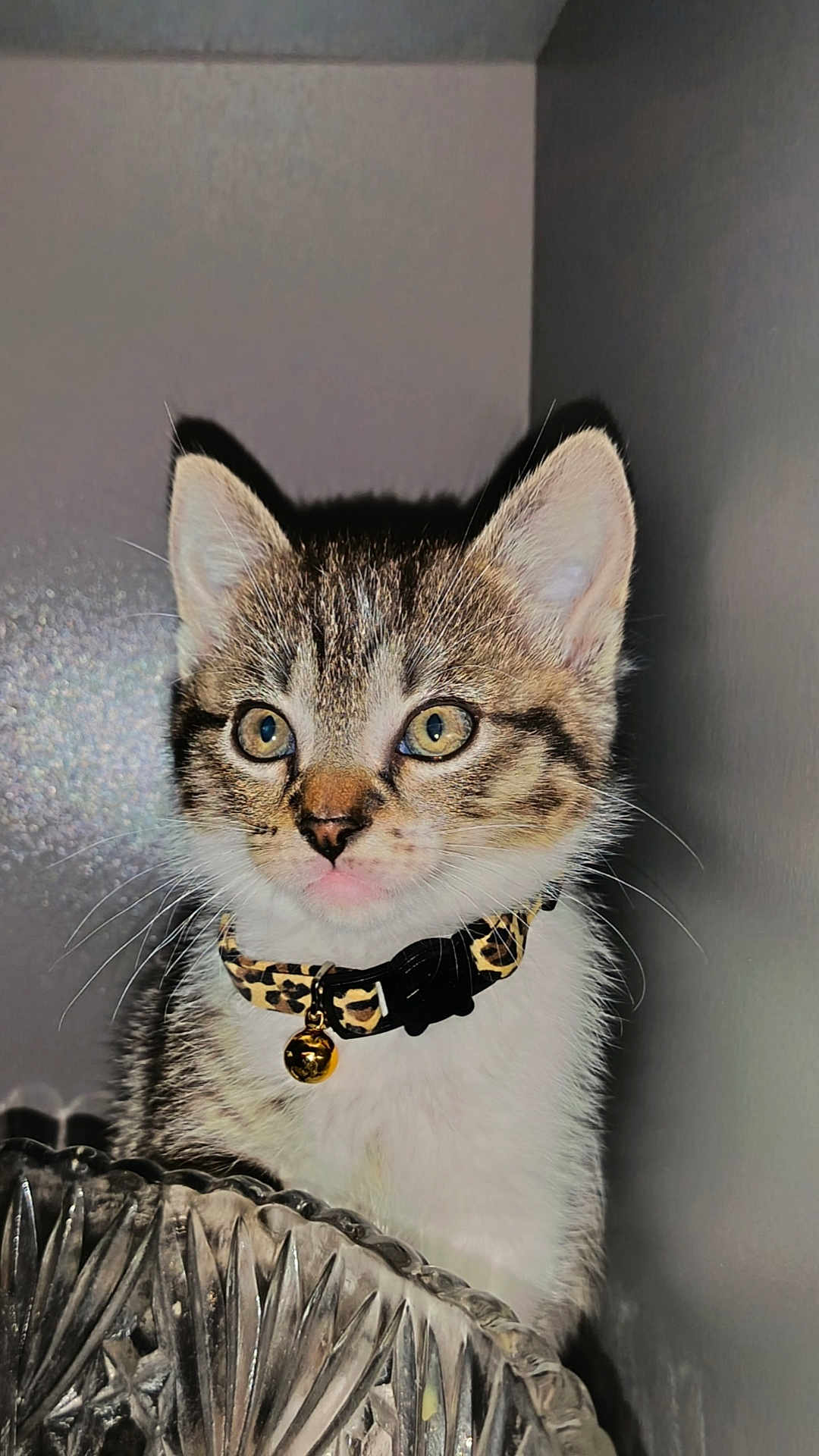 Cookie participe au concours pour gagner de l'argent avec cette photo : kitten, cat, tabby, collar, bell, pet, animal, feline, whiskers, ears, curious, indoor, closeup, cute, young, face, fur, sitting, glass, decorative