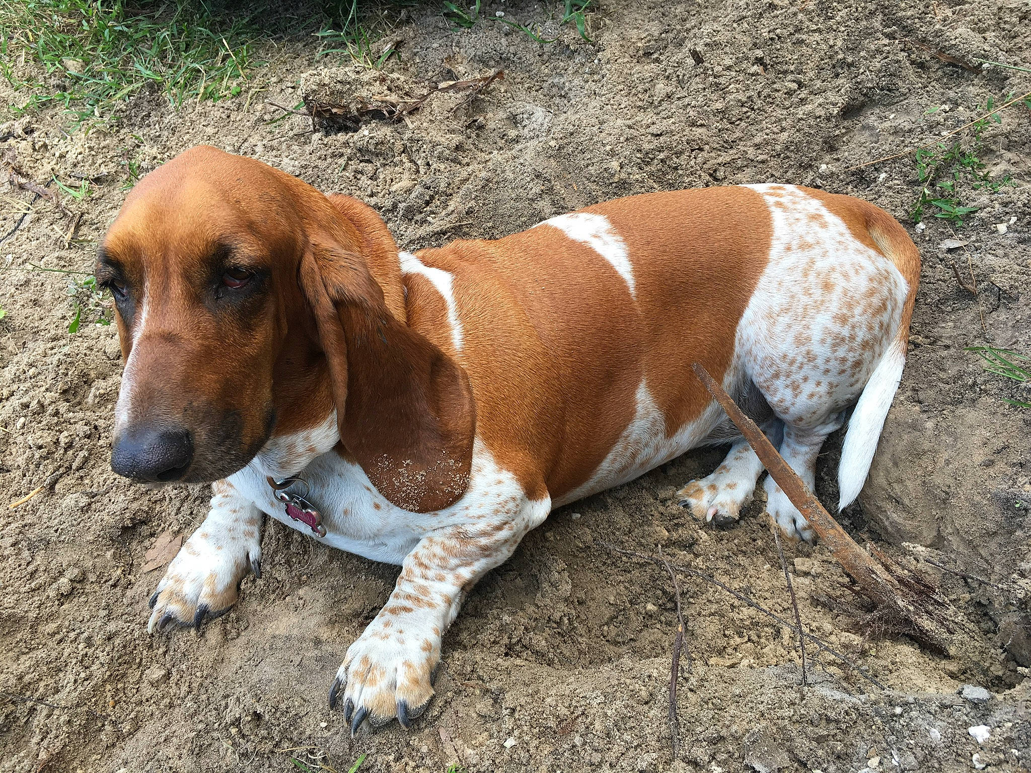 Lilly joined the competition — help win amazing prizes! artois_hound, basset_artesien_normand, basset_hound, canidae, carnivore, companion_dog, dog, dog_breed, english_coonhound, estonian_hound, grand_anglo_francais_tricolore, hound, hunting_dog, mammal, rare_breed_dog, scent_hound, schweizer_laufhund, snout, vertebrate, westphalian_dachsbracke