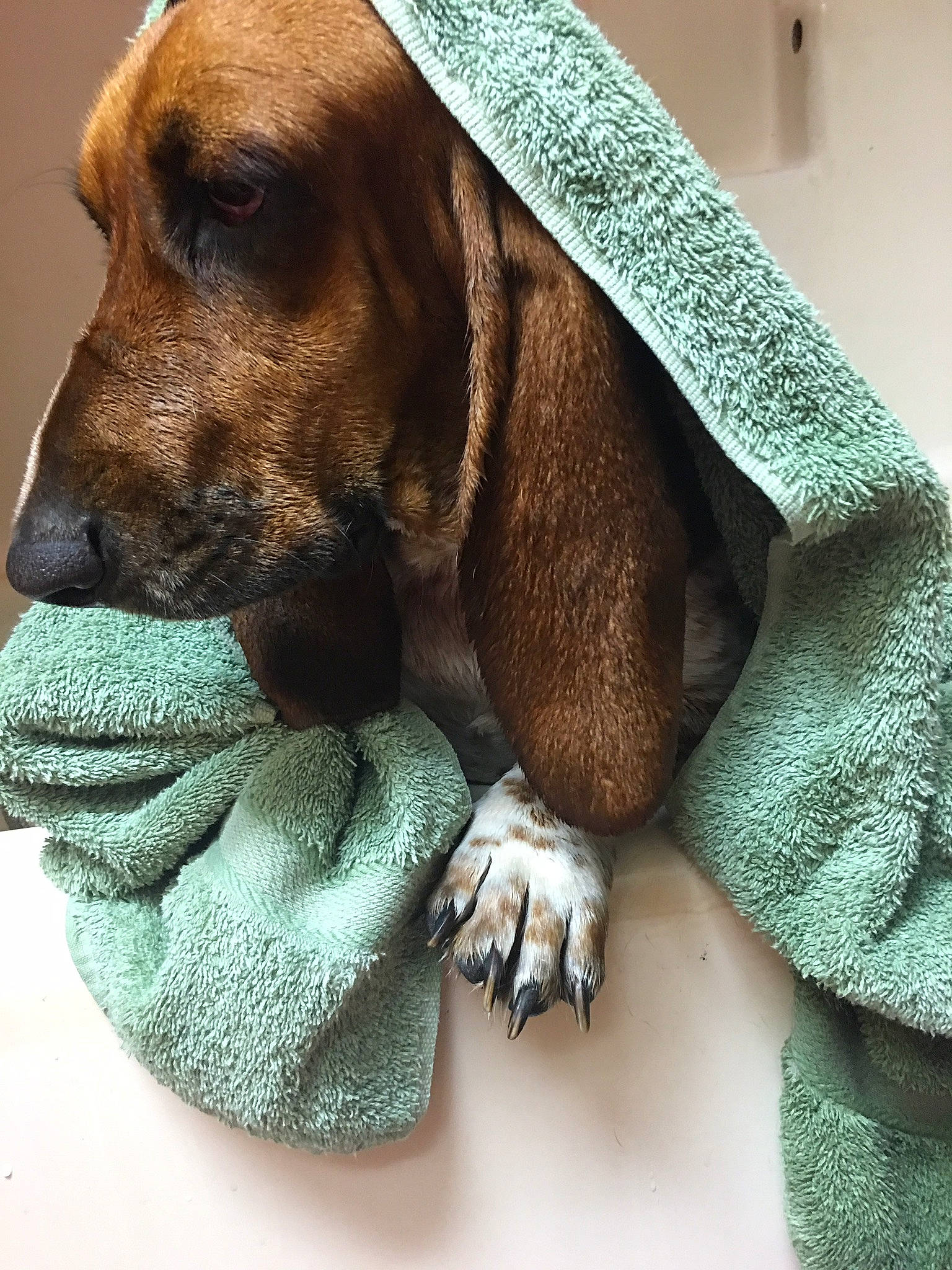 Lilly is registered to the contest to win money with this photo: basset_artesien_normand, basset_hound, canidae, carnivore, coonhound, dog, dog_breed, english_coonhound, fur, hound, mammal, snout, sporting_group, vertebrate