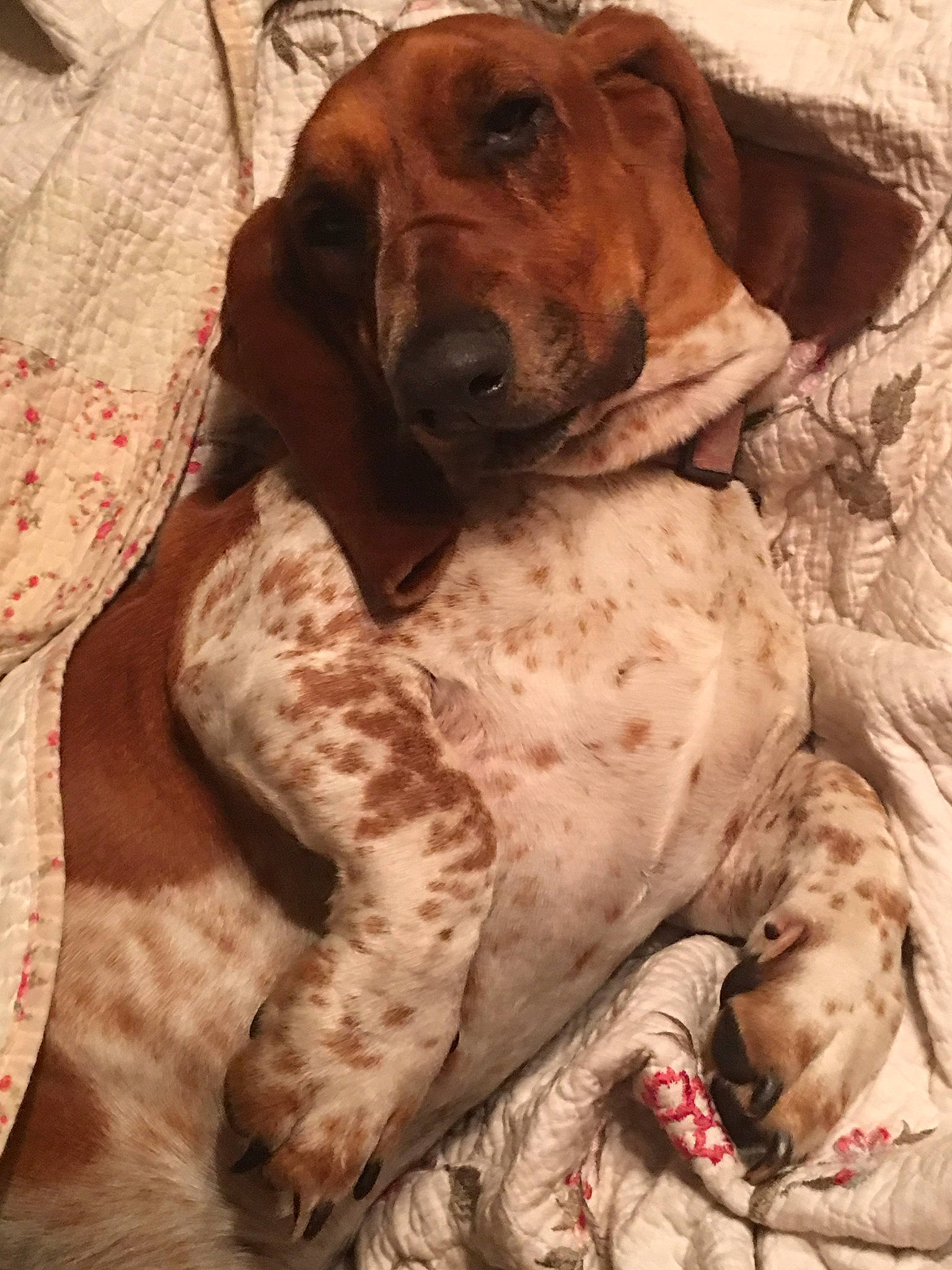 Lilly joined the competition — help win amazing prizes! bracco_italiano, braque_francais, canidae, carnivore, dog, dog_breed, english_coonhound, fawn, hunting_dog, mammal, sporting_group, vertebrate