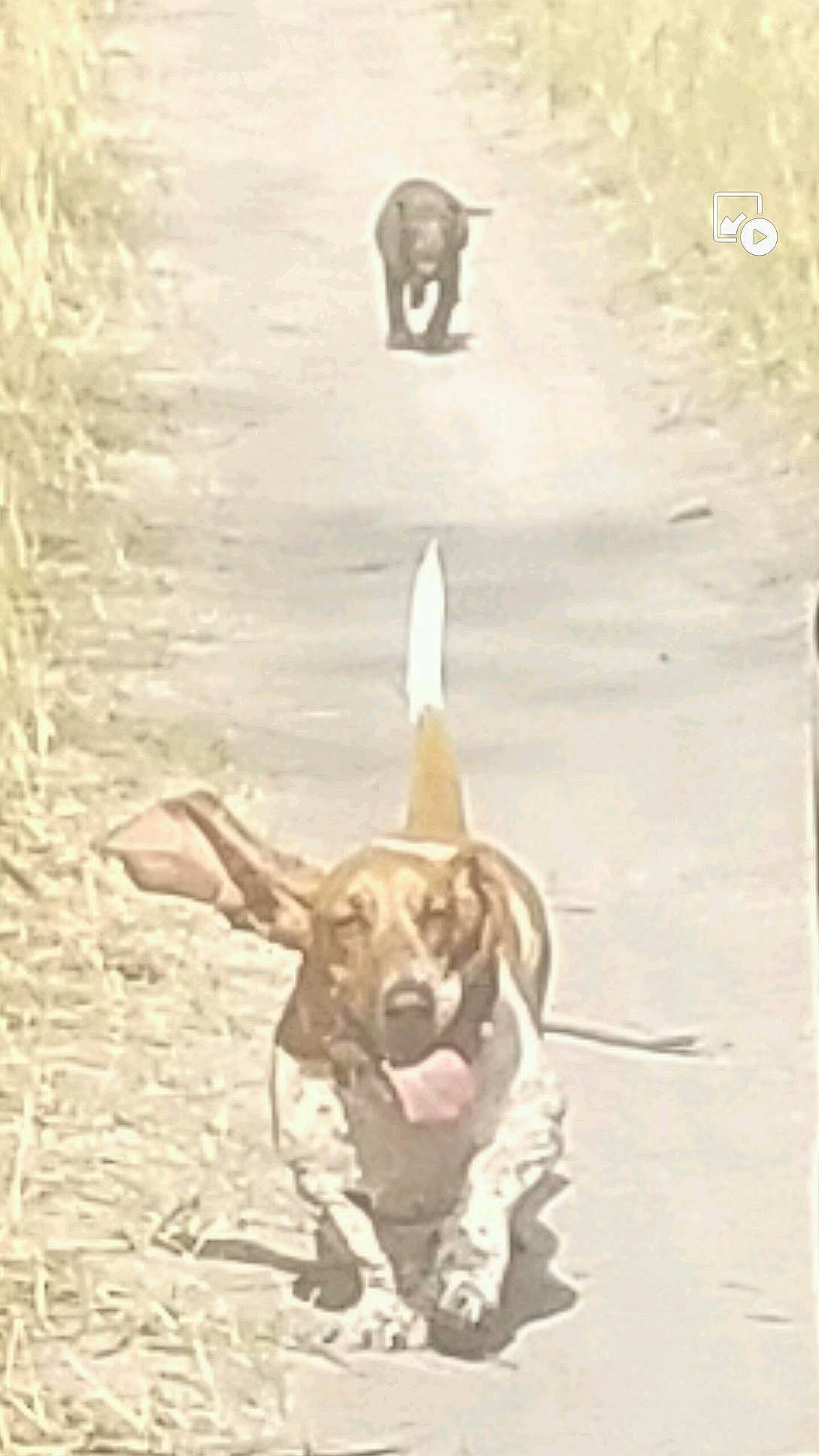 Lilly is registered to the contest to win money with this photo: basset_hound, canidae, carnivore, dog, dog_breed, hunting_dog, pachon_navarro, pointer, sporting_group