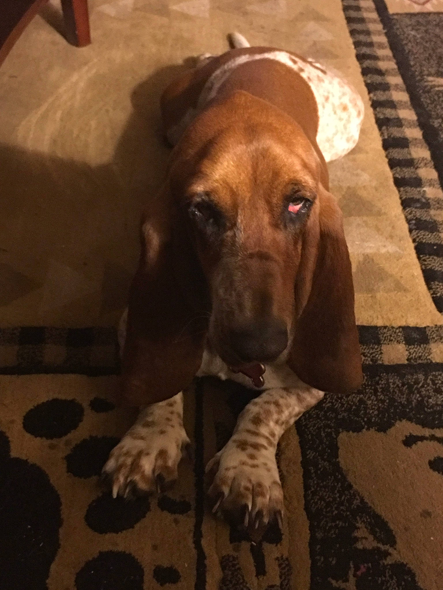 Lilly is registered to the contest to win money with this photo: canidae, carnivore, dog, dog_breed, ear, fawn, fila_brasileiro, great_dane, mammal, plott_hound, snout, sporting_group, vertebrate