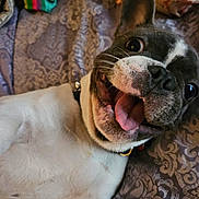 Rage is registered to the contest to win money with this photo: animal, bed, blanket, canine, close_up, collar, cute, dog, ears, face, french_bulldog, fur, happy, indoor, lying_down, pet, playful, smiling, tongue_out, toy