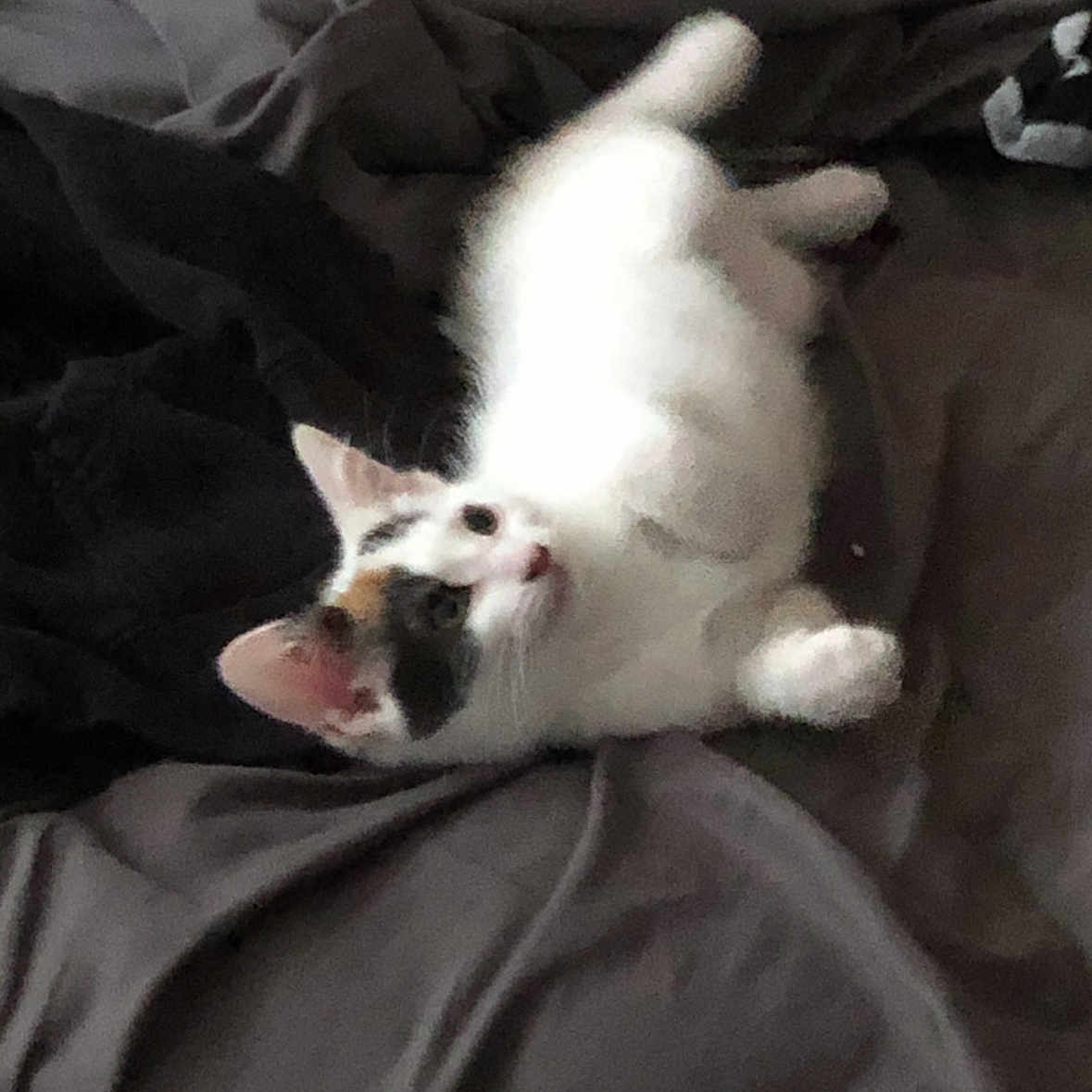 Mittens is registered to the contest to win money with this photo: animal, bed, blanket, calico, cat, cozy, cute, domestic_cat, ears, feline, fur, indoor, looking_up, lying_down, paws, pet, relaxed, resting, whiskers, white_cat