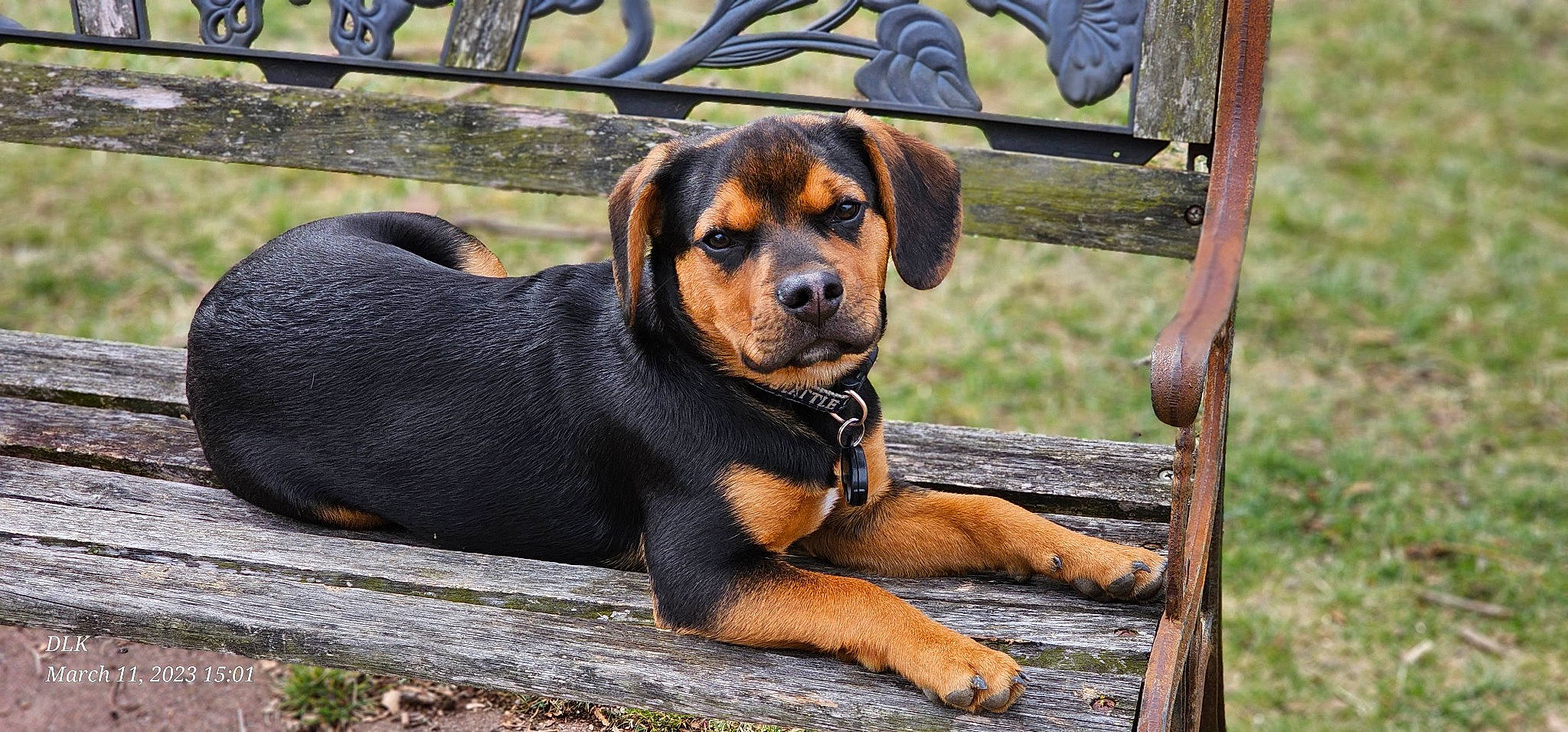 Tyson joined the competition — help win amazing prizes! ancient_dog_breeds, beaglier, canidae, carnivore, companion_dog, dog, dog_breed, fawn, grass, hound, hunting_dog, rottweiler, snout, sporting_group, terrestrial_animal, working_animal, working_dog