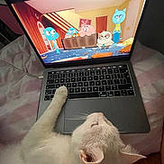 Fatty is registered to the contest to win money with this photo: computer, computer_hardware, computer_keyboard, desk, desktop_computer, electronic_device, felidae, flat_panel_display, gadget, gesture, input_device, laptop, netbook, office_equipment, output_device, peripheral, personal_computer, space_bar, touchpad, whiskers