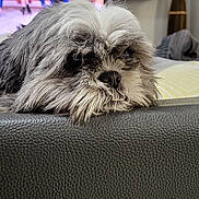 Sooki a rejoint le concours — aidez-le/la à gagner de superbes lots ! blurred_background, canine, close_up, companion, couch, dog, domestic_animal, furniture, gray_fur, head, home, indoor, leather, living_room, pet, portrait, relaxed, resting, television, white_fur