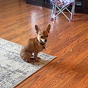 Rascal is registered to the contest to win money with this photo: dog, small_dog, brown_dog, indoor, wooden_floor, rug, chair, frozen_chair, toy, cabinet, pet, animal, ears, collar, flooring, living_room, home, cute, sitting, curious