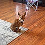dog, small_dog, brown_dog, indoor, wooden_floor, rug, chair, frozen_chair, toy, cabinet, pet, animal, ears, collar, flooring, living_room, home, cute, sitting, curious