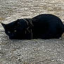 black_cat, cat, animal, outdoor, dirt, ground, straw, lying_down, pet, feline, wildlife, nature, mammal, resting, quiet, shadow, camouflage, yellow_eyes, ears, fur