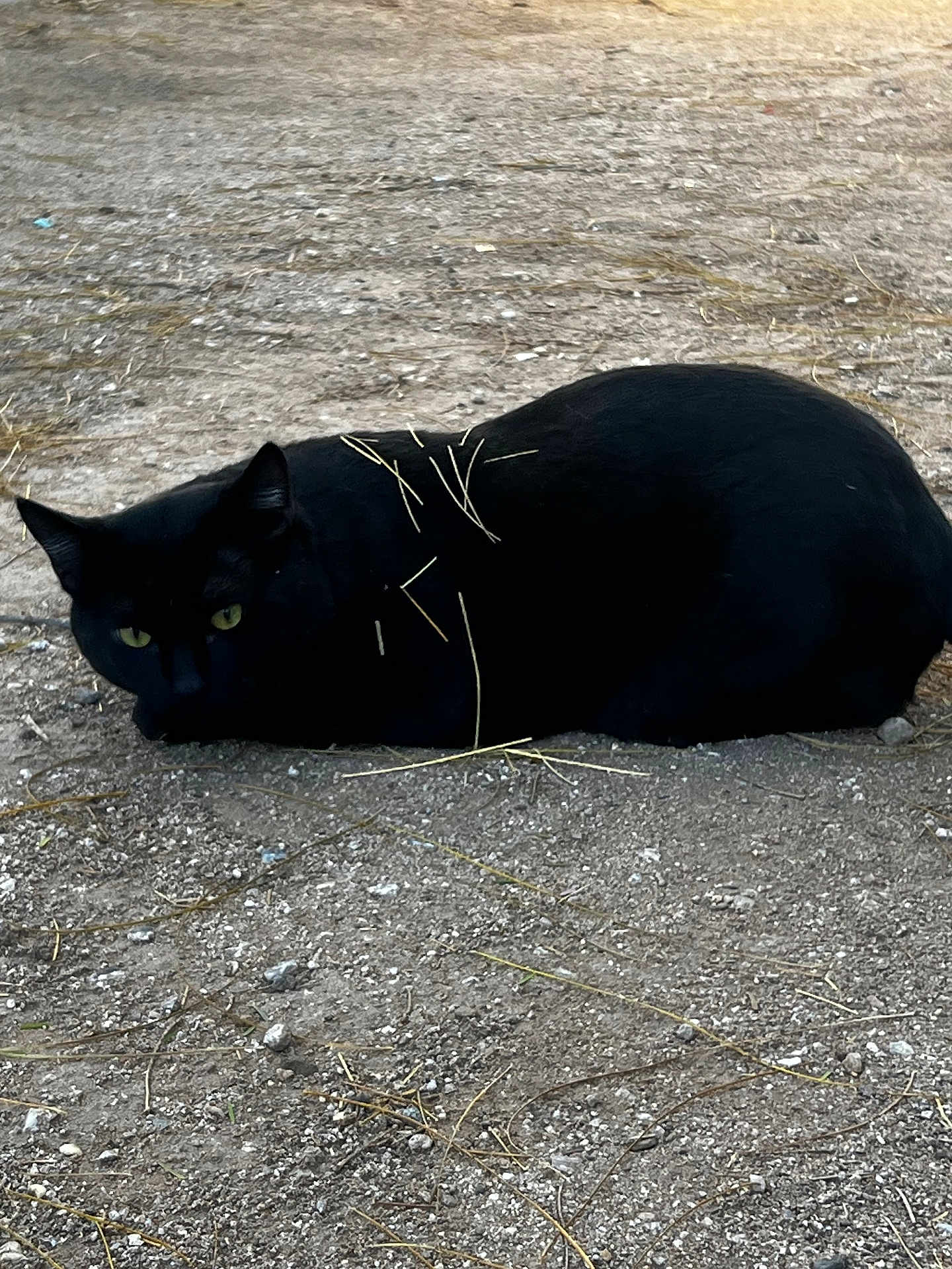 Kiwi is registered to the contest to win money with this photo: black_cat, cat, animal, outdoor, dirt, ground, straw, lying_down, pet, feline, wildlife, nature, mammal, resting, quiet, shadow, camouflage, yellow_eyes, ears, fur