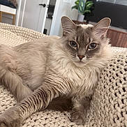 Buffy joined the competition — help win amazing prizes! cat, fluffy, indoor, knit_blanket, relaxed, pet, feline, cozy, closeup, light, home, plant, furniture, portrait, animal, whiskers, ears, eyes, resting, soft
