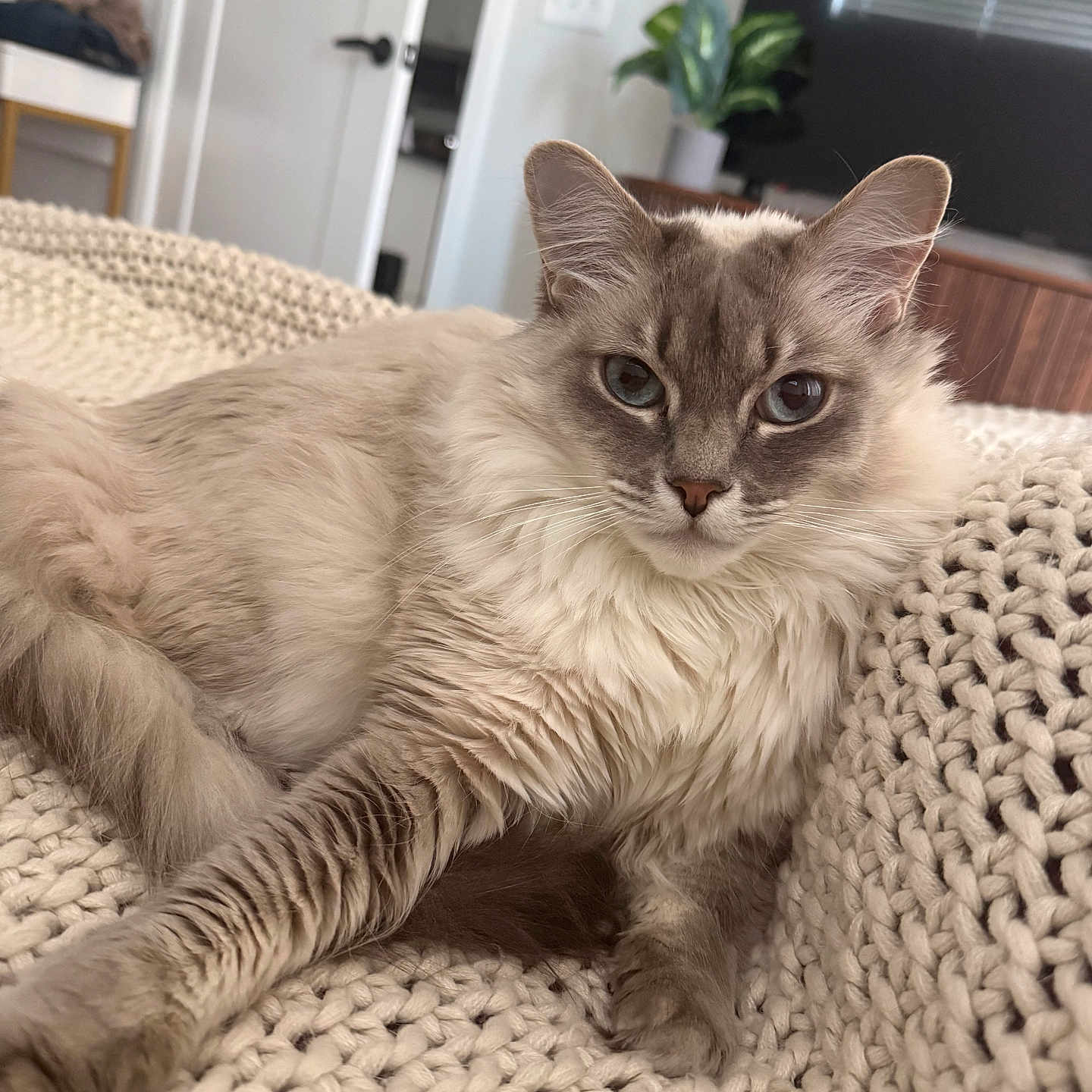 Buffy joined the competition — help win amazing prizes! cat, fluffy, indoor, knit_blanket, relaxed, pet, feline, cozy, closeup, light, home, plant, furniture, portrait, animal, whiskers, ears, eyes, resting, soft