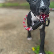 Dobby joined the competition — help win amazing prizes! puppy, dog, leash, black_and_white, close_up, outdoor, cute, pet, animal, playful, young_dog, grass, pavement, walking, curious, tongue, nose, ears, front_paw, nature