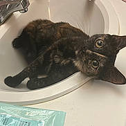 Selena is registered to the contest to win money with this photo: cat, tortoiseshell_cat, sink, bathroom, pet, animal, fur, curious, relaxed, whiskers, close_up, domestic, feline, household, countertop, fixture, clean, indoor, looking_up, wide_eyes