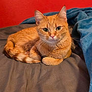 Nala joined the competition — help win amazing prizes! cat, orange_tabby, pet, animal, bed, blanket, indoor, feline, relaxed, resting, fur, whiskers, ears, eyes, comfort, domestic, cute, cozy, sleepy, red_wall