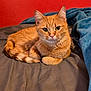 cat, orange_tabby, pet, animal, bed, blanket, indoor, feline, relaxed, resting, fur, whiskers, ears, eyes, comfort, domestic, cute, cozy, sleepy, red_wall