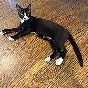 Mulan is registered to the contest to win money with this photo: cat, tuxedo_cat, black_and_white, yellow_eyes, pet, animal, indoor, wooden_floor, flooring, fur, whiskers, paw, tail, alert, cute, resting, laying_down, domestic_cat, young_cat, looking