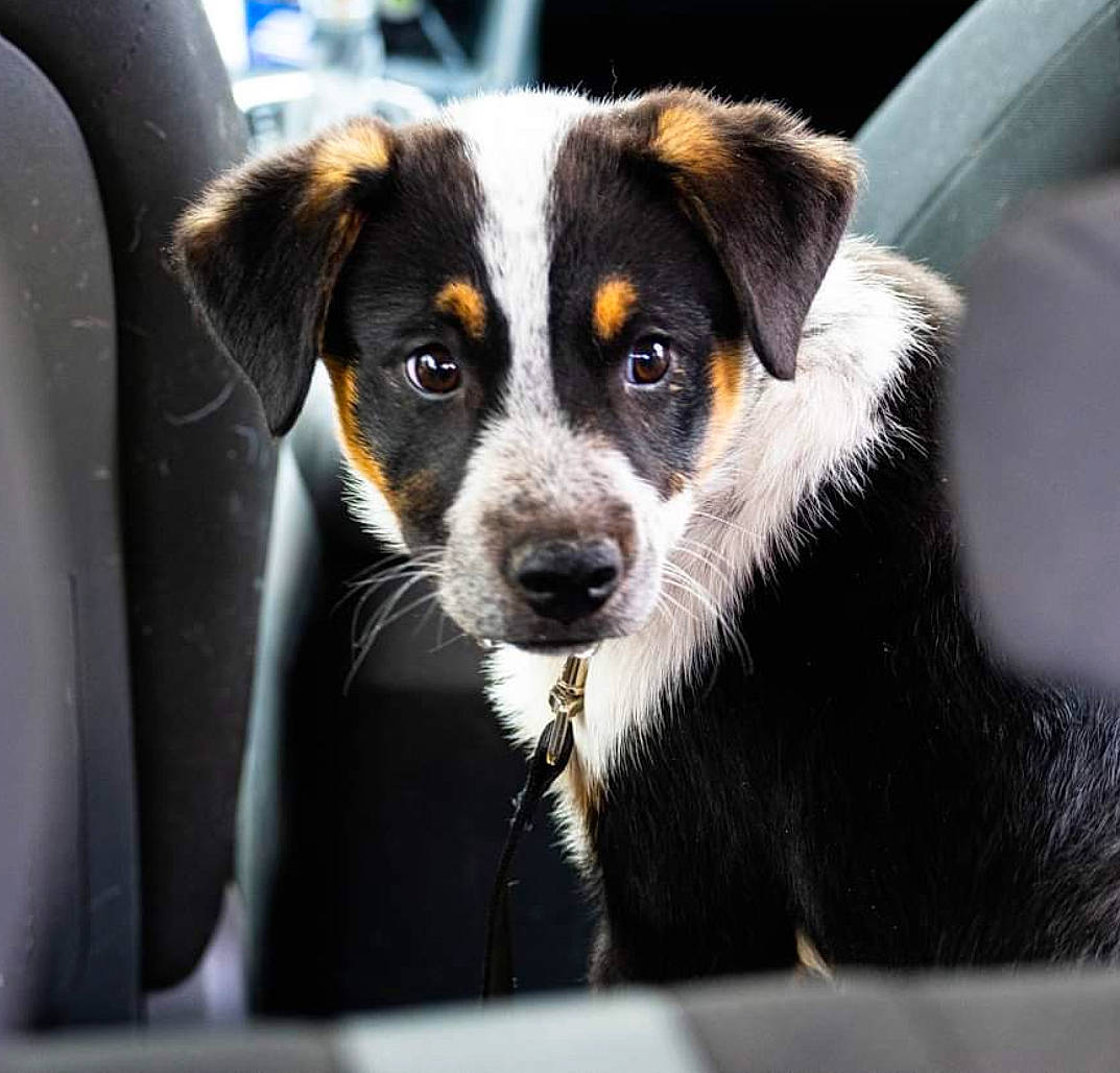 Loki is registered to the contest to win money with this photo: canidae, carnivore, companion_dog, dog, dog_breed, fur, snout, sporting_group, terrestrial_animal, texas_heeler, whiskers, windshield, working_animal, working_dog