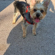 Lady-rose participe au concours pour gagner de l'argent avec cette photo : animal, close_up, cute, dog, ears, eyes, flower, fur, happy, leash, outdoor, pavement, pet, red_harness, shadow, small_dog, standing, sunlight, tongue_out, walking