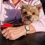 Lady-rose participe au concours pour gagner de l'argent avec cette photo : close_up, cute, dog, domestic_animal, fur, fur_texture, hand, indoor, leash, person, pet, pink_shirt, red_leash, resting, shadow, shirt, small_dog, sunlight, table, watch