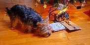 Lady-rose a rejoint le concours — aidez-le/la à gagner de superbes lots ! celebration, christmas_tree, cozy, cute, decorations, dog, festive, holiday_decor, home, indoor, lights, ornaments, pet, presents, seasonal, small_dog, sniffing, star_clip, tinsel, wooden_floor