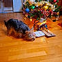 celebration, christmas_tree, cozy, cute, decorations, dog, festive, holiday_decor, home, indoor, lights, ornaments, pet, presents, seasonal, small_dog, sniffing, star_clip, tinsel, wooden_floor