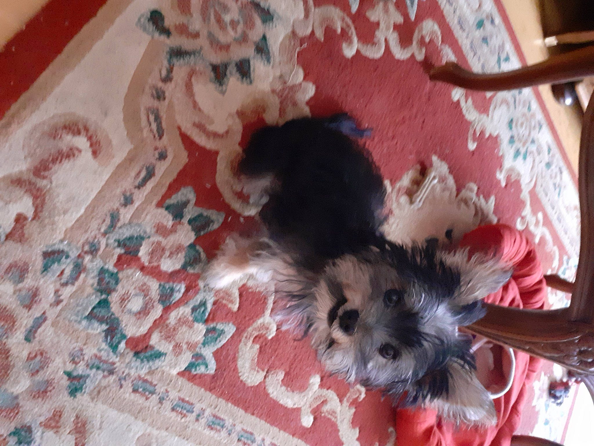 Lady-rose participe au concours pour gagner de l'argent avec cette photo : canidae, carnivore, companion_dog, creative_arts, dog, dog_breed, dog_supply, flooring, fur, non_sporting_group, pattern, paw, pet_supply, room, small_terrier, sporting_group, terrier, toy_dog, whiskers, working_animal