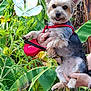Lady-rose a rejoint le concours — aidez-le/la à gagner de superbes lots ! animal, canine, close_up, cute, dog, flower, fur, garden, greenery, hands, happy, holding, leaf, nature, outdoor, pet, plant, portrait, red_harness, small_dog