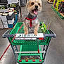 aisle, animal, concrete_floor, cute, dog, excited, flowers, green, happy, harness, indoor, leash, pet, products, retail, shelves, shopping_cart, small_dog, store, tongue_out
