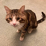 Tiger joined the competition — help win amazing prizes! cat, tabby, pet, animal, feline, whiskers, ears, paws, tail, carpet, indoor, curious, looking_up, fur, closeup, domestic_cat, cute, mammal, friendly, alert