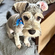 Rambo is registered to the contest to win money with this photo: animal, blanket, blue_bow, brown_eyes, companion, couch, cozy, cute, dog, domestic, fur, furniture, home, indoor, looking_up, pet, portrait, puppy, schnauzer, small_dog
