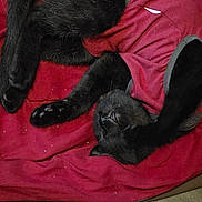 Shadow is registered to the contest to win money with this photo: black_cat, cat, sleeping, red_shirt, red_blanket, pet, animal, fur, paws, cozy, indoor, resting, cute, relaxed, feline, whiskers, clothing, floor, domestic, nap