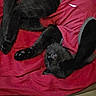 black_cat, cat, sleeping, red_shirt, red_blanket, pet, animal, fur, paws, cozy, indoor, resting, cute, relaxed, feline, whiskers, clothing, floor, domestic, nap