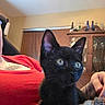 Shadow is registered to the contest to win money with this photo: black_kitten, cat, animal, pet, indoor, cozy, blanket, crocheted, furniture, cabinet, bottle, person, red_shirt, tattoo, hand, curious, wide_eyes, close_up, warm_lighting, home