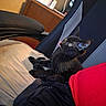 Shadow joined the competition — help win amazing prizes! black_cat, kitten, chair, cushion, indoor, pet, animal, feline, fur, cute, tongue_out, looking_up, wooden_cabinet, person, red_clothing, relaxed, home, furniture, cozy, domestic