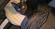 Shadow is registered to the contest to win money with this photo: black_cat, kitten, animal, pet, chair, fabric, indoor, cute, fur, whiskers, curious, looking_up, orange_eyes, domestic_cat, resting, cozy, soft_light, furniture, home, sitting