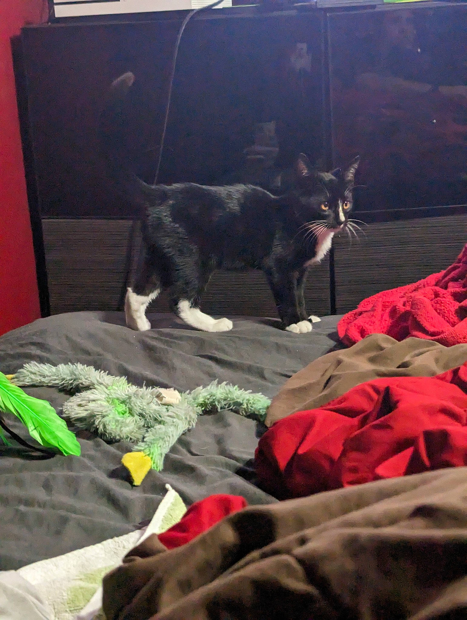 Orion joined the competition — help win amazing prizes! bed, bed_sheet, bedding, blanket, carmine, carnivore, comfort, companion_dog, dog_breed, felidae, fur, linens, nap, room, small_to_medium_sized_cats, sporting_group, square, tail, whiskers, working_animal