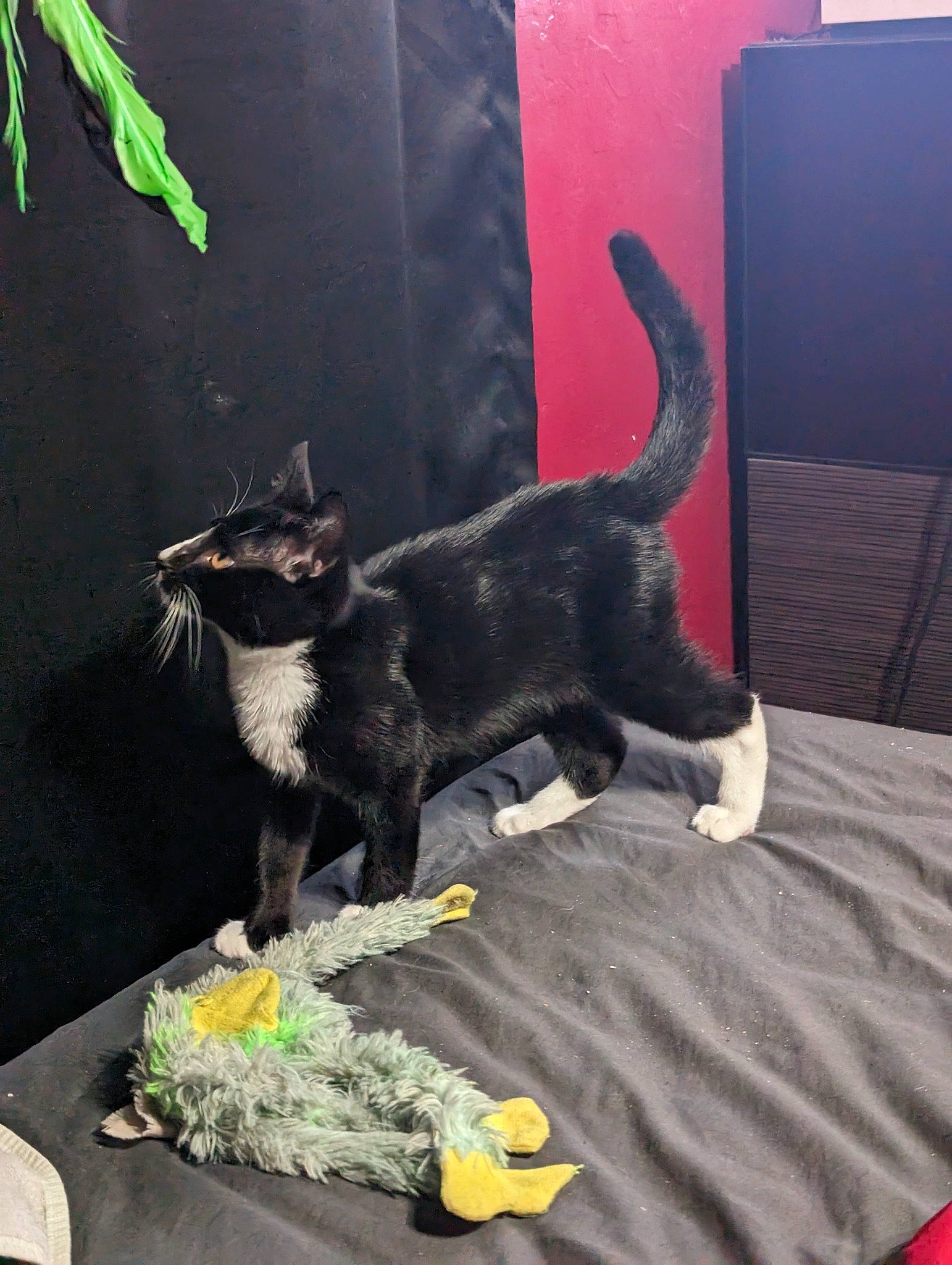 Orion is registered to the contest to win money with this photo: black_cat, bombay, canidae, carnivore, cat, collar, dog_breed, domestic_short_haired_cat, felidae, flooring, fur, grass, houseplant, plant, room, small_to_medium_sized_cats, sporting_group, tail, terrestrial_animal, whiskers