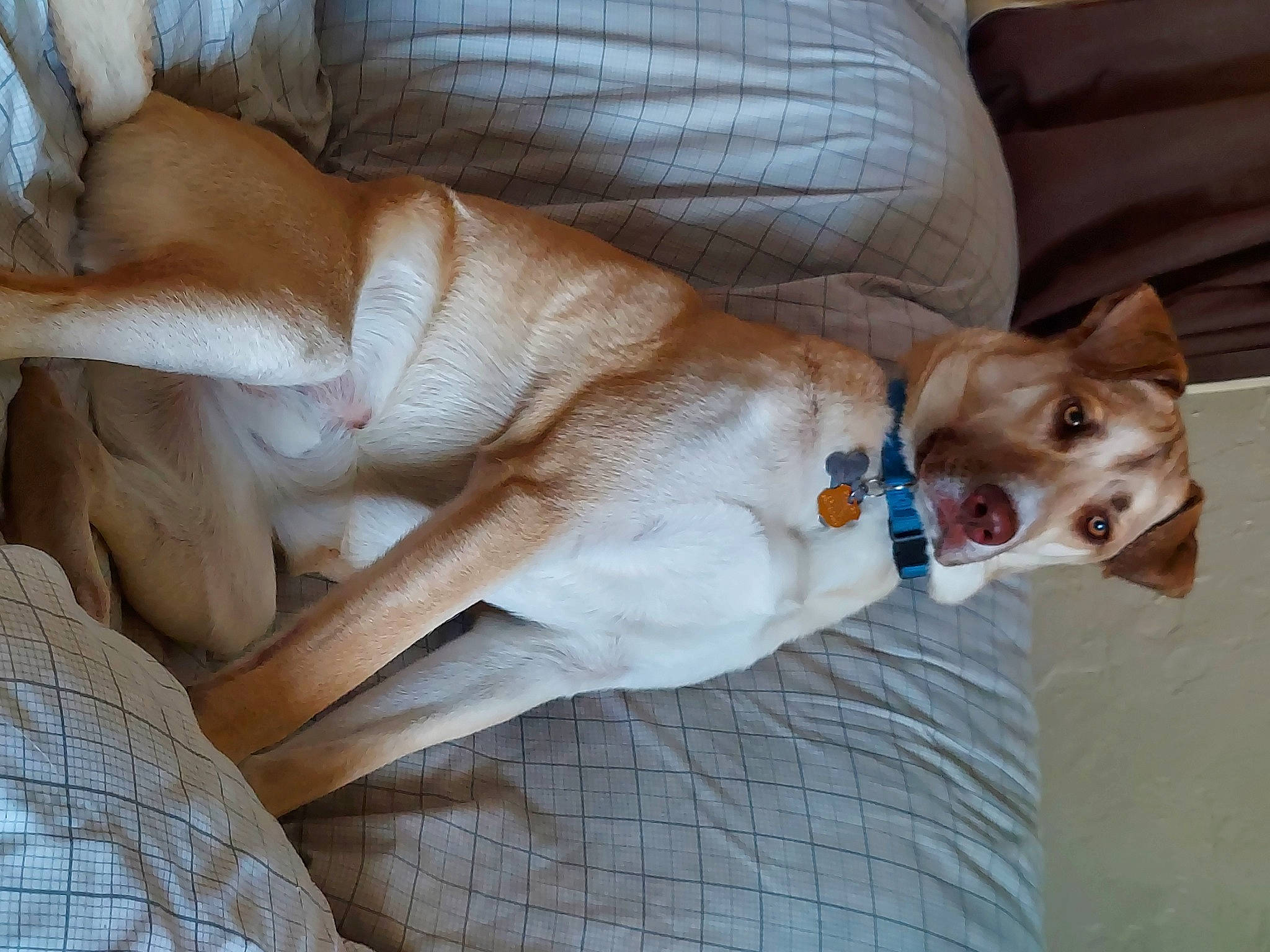Koda