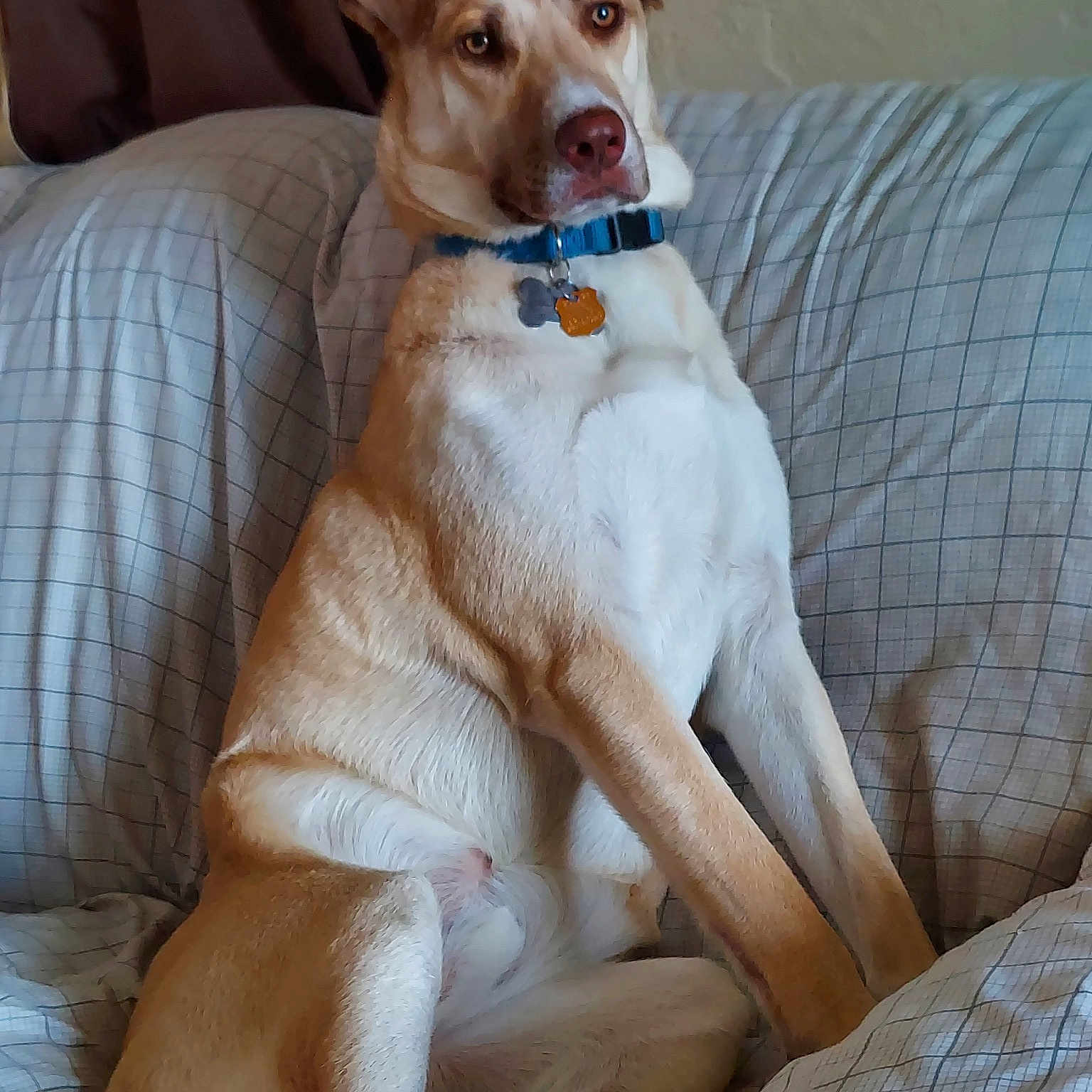 Koda