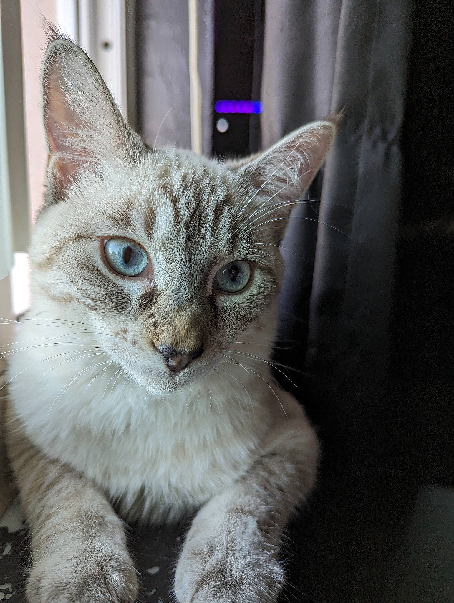 Link is registered to the contest to win money with this photo: carnivore, cat, claw, curtain, domestic_short_haired_cat, door, eye, felidae, fur, paw, small_to_medium_sized_cats, snout, tail, terrestrial_animal, thai, whiskers, wildlife, window