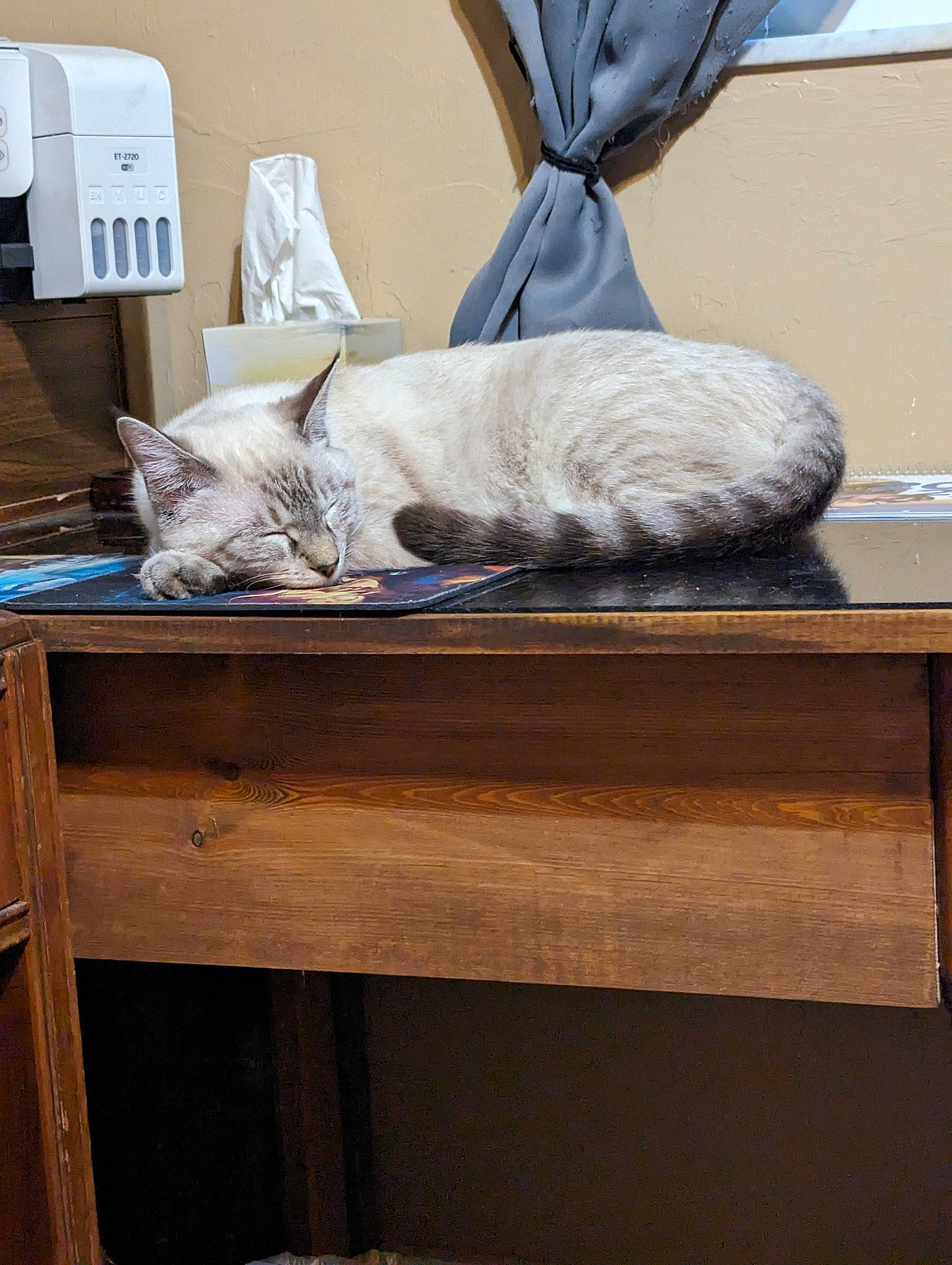 Link joined the competition — help win amazing prizes! carnivore, cat, cat_supply, comfort, domestic_short_haired_cat, drawer, felidae, flooring, fur, hardwood, house, linens, mammal, room, small_to_medium_sized_cats, table, tail, vertebrate, whiskers, wood
