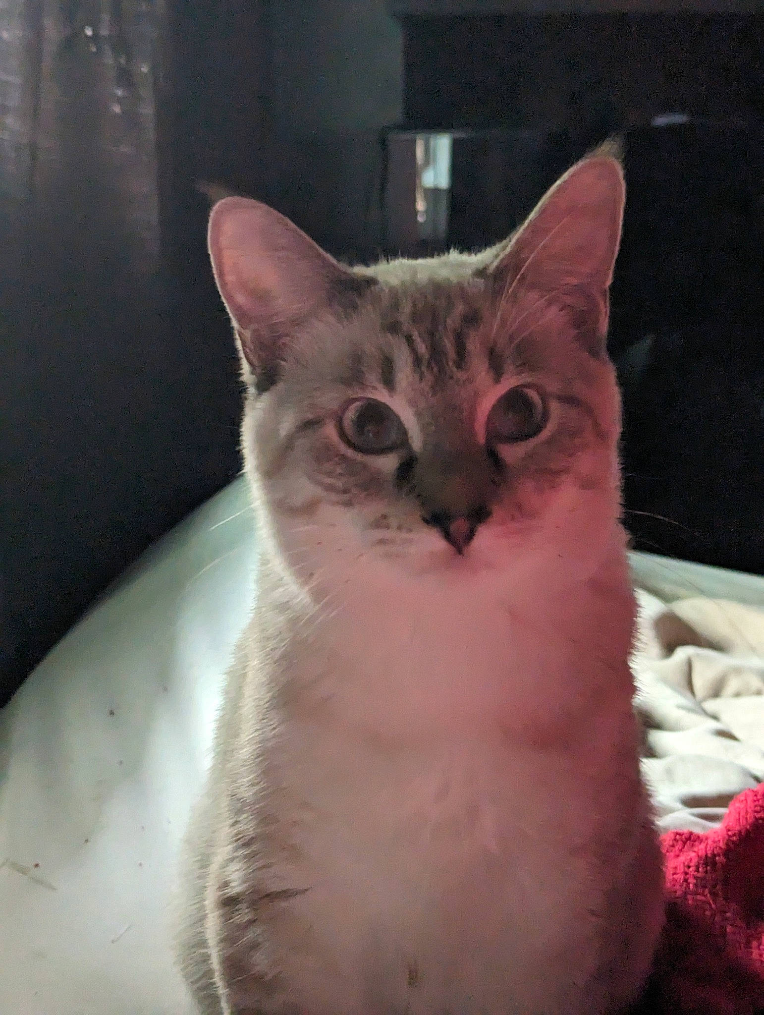 Link joined the competition — help win amazing prizes! carnivore, cat, cat_supply, domestic_short_haired_cat, ear, eye, fawn, felidae, fur, head, paw, pet_supply, small_to_medium_sized_cats, snout, tail, terrestrial_animal, whiskers, window