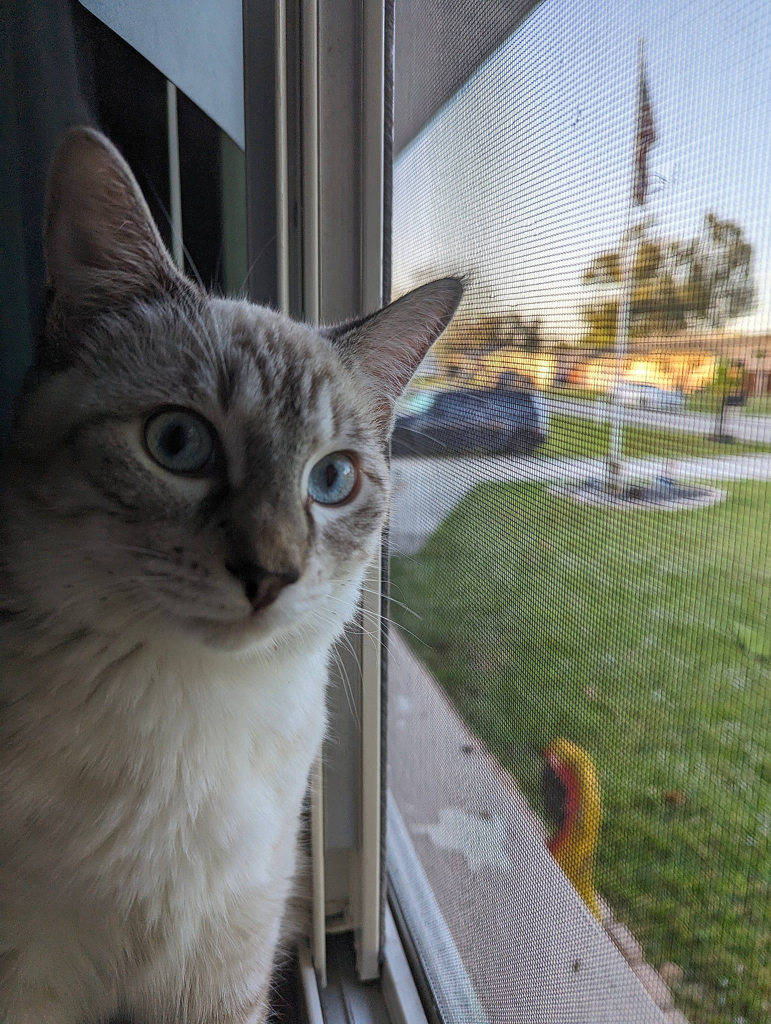 Link joined the competition — help win amazing prizes! animal_shelter, carnivore, cat, domestic_short_haired_cat, door, fawn, felidae, fur, glass, grass, mesh, metal, plant, small_to_medium_sized_cats, snout, tail, tree, vehicle_door, whiskers, window